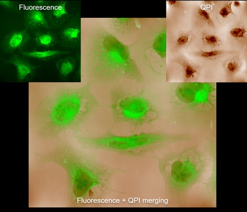 Phase and fluorescence microscopy