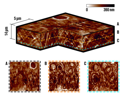 Quantitative phase tomography