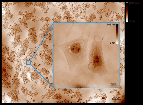 Single-cell label-free imaging