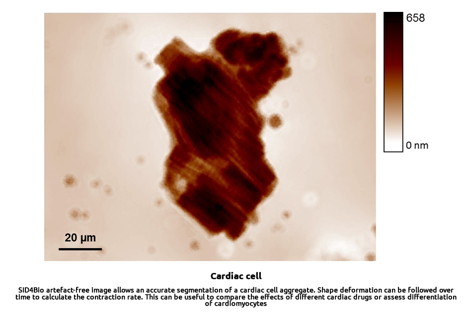 drug-cardiac_cell
