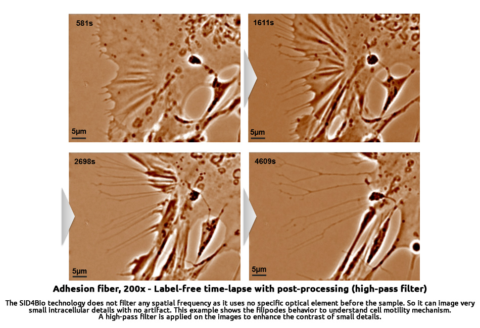 research-adhesion_fiber