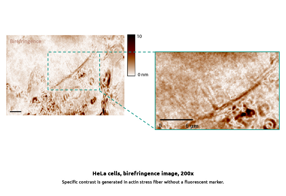 structure-observation-actin_stress_fiber