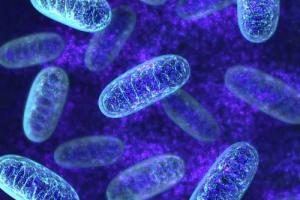 Quantitative Phase Imaging